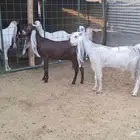 عنزين دفيع شرط حول 4 شهور على فحل معرف