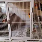 زوج صن كنيور انتاج محلي محجل منتج من قبل