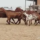 معزه محايليه العدد 11 رأس