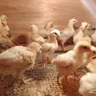 صيصان لوهمان