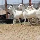 معزه بيشيات العدد 7 روس