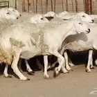 35 heads of highquality Harashi sheep including 2 rams