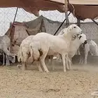 غنم ميديات العدد 3 روس