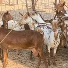 معزا محايليه وجنوبيه دفيع ماعز مقاني مراح