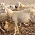 رخال مقاني طييه العدد 20 الحد 1400