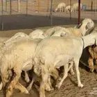 غنم حريات رخال دفيع