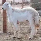 A purebred male Hiri camel conditionally available for sale 