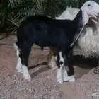 مشروع فحل نجدي