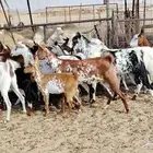 معزا طيبه 18 بالفحل تحتها 7 معاعز للبيع