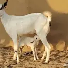 جفار بيشيه صنف الصنف 23 بالفحل تحتها 1 دفيع ومضاريع