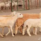 رخال خلفات صنف 3 تحتها 3 درجه اولى تنيه رباع