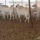 ماعز بيشي طيبه العدد 20 رأس فيها 15جزعه ثنيه رباع 5 سدس