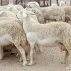رخال مقاني حرش صنف شعره حرشه 33 رأس دفيع ومضاريع منوة القناي