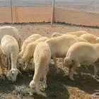 35 ضان حريات دفيع ومضاريع