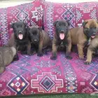 جراوى مالينو