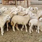 غنم خلفات 14 تحتها 14 من 1750 نهائي وغير قابل للتفاوض