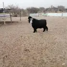 تيس عارضي صنف الصنف