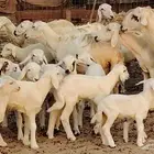 ضان خلفات طيبه 20 بالفحل تحتها 19