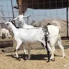 Goat with details for boys number 2 heads