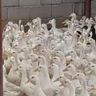 بط بكيني للبيع