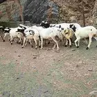 ضان قنوه للبيع
