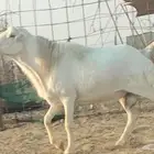 فحل رفيدي للبيع