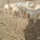 رخال جذعات العدد 29