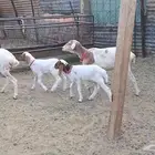 ثنيه ورباع مواليد طيبه تحتها خرفان