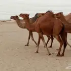 أبل سواحل للبيع 6 رأس منها 4 ملاقيات أبل طيبه مقني