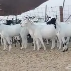 معزه بيشيات العدد 10 روس
