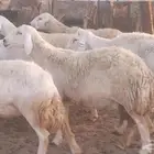 غنم حريات حرش دفيع ضان مقاني مراح 25 رأس
