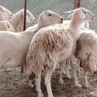 غنم حريه جروم ناهيه 39 رأس دفيع واصل