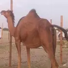 بكره ساحليه ثنيه حمراء دم لقحه طيبه مشروطه