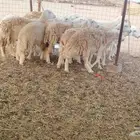 ضان حريات طيبه 12 بالفحل تحتها 2