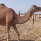 ناقه على ضراب سنها سدس