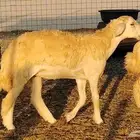 رخال مقاني صنف نخبه العدد 81 بالفحل رخال نخبه