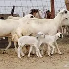 غنم خلفات للبيع العدد 3 تحتها 3