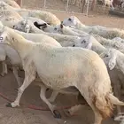 غنم حريات دفيع مراح واحد ضان مقاني جروم طيبه