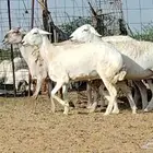 رخال حريات العدد 4 روس