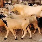 معزا بيشيات دفيع جروم دفيع 21 بالفحل صنف معزا جروم