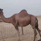 ناقه مدني للبيع