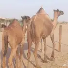 ناقه خلفه تحتها قعود