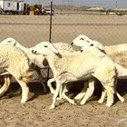 أعرض لكم رخال حريات