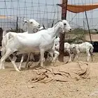 معزه بيشيه عددها 4 روس