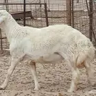 طلي تني مشروط وحار في الضراب