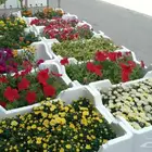 تنسيق حدائق