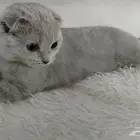 قطه للبيع