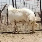 فحل حري كفووو