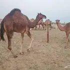 بكره ثنيه طيبه