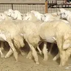 رخال حريات نخبه ضغط عالي صنف الصنف جروم 70راس